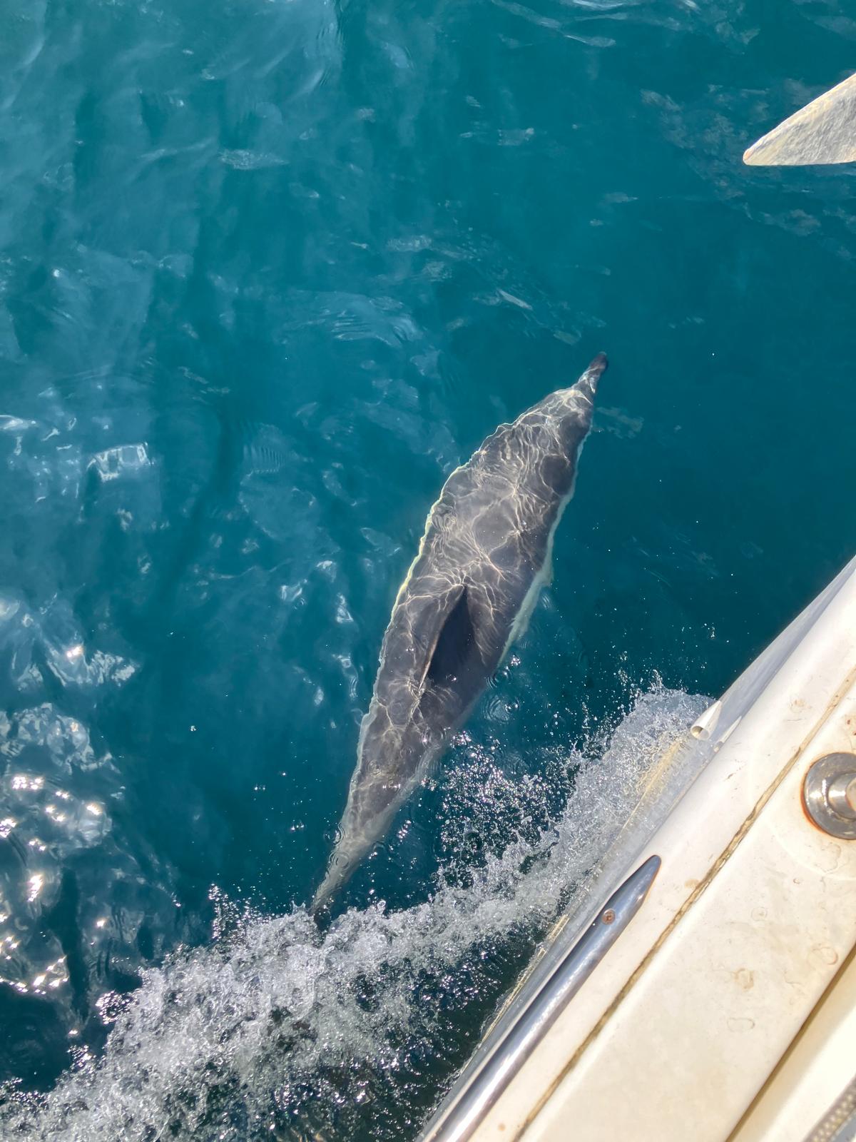 Read more about the article Day 7 Newton Ferrers to Falmouth